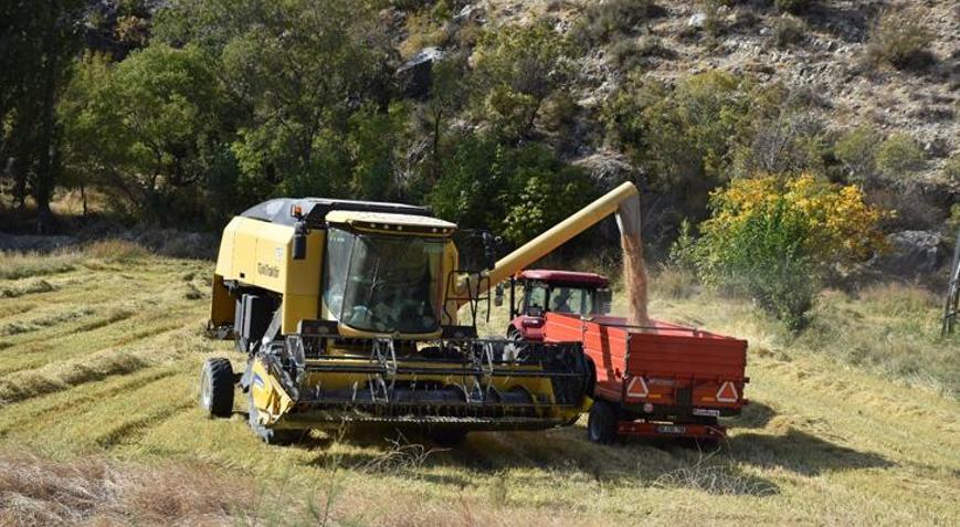 Çeltik hasadı başladı