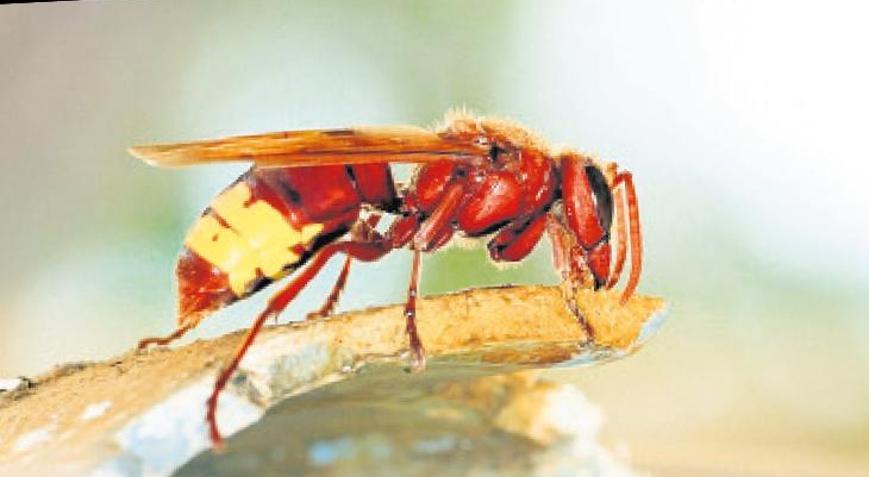 Roma’nın başı arılarla dertte