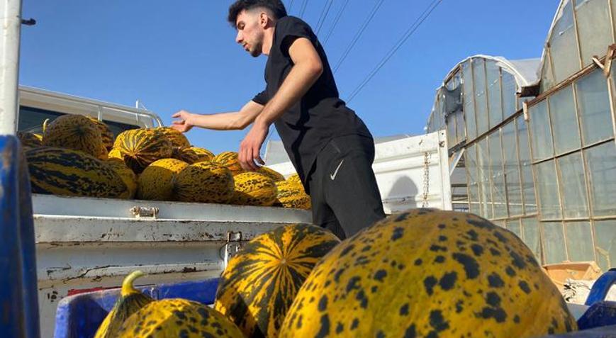 Kavun hasadı üreticinin yüzünü güldürüyor