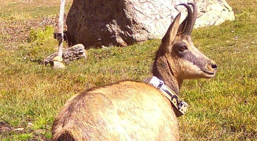 21 yaban keçisi bir yıl boyunca izlendi Dikkat çeken veriler ortaya çıktı