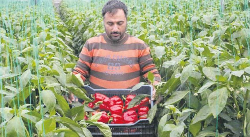 Tarım üretici enflasyonu aylık bazda geriledi