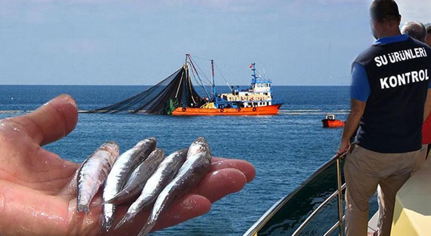 Palamut çingene palamadu, lüfer çinekop boyunda Kurtarmanın tek yolu kota