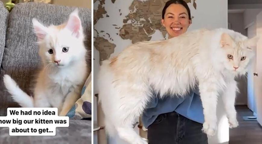 G�renler vah�i bir aslan san�yor! Yavruyken sahiplendi, h�zla deve d�n��t�