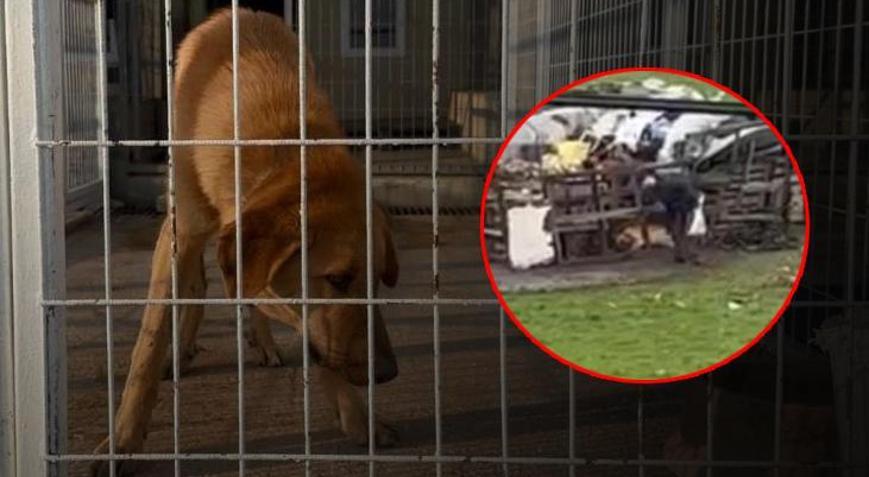 K�pe�i sopayla d�vd�! Ekipler yakalad� savunmas� �oke etti