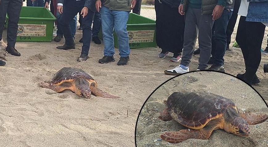 Kuşadasında tedavisi tamamlanan 3 deniz kaplumbağası törenle denize salındı