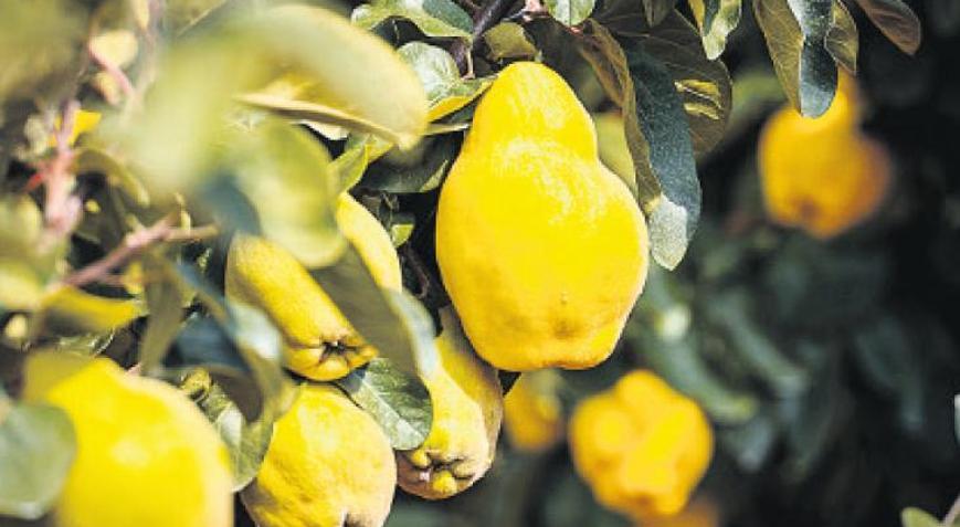 Tarımda yerli üretim için destek çağrısı