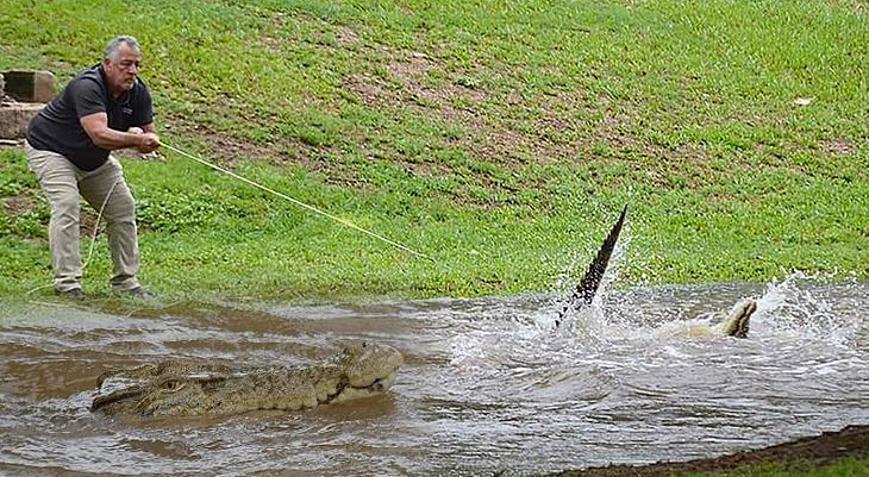 Timsah baskını Dünyayı şoka sürükleyen görüntüler