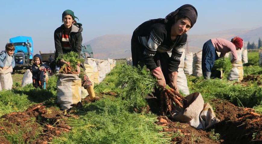 Zorlu hasat: Havuç tarlada 5 TL’den  satılıyor