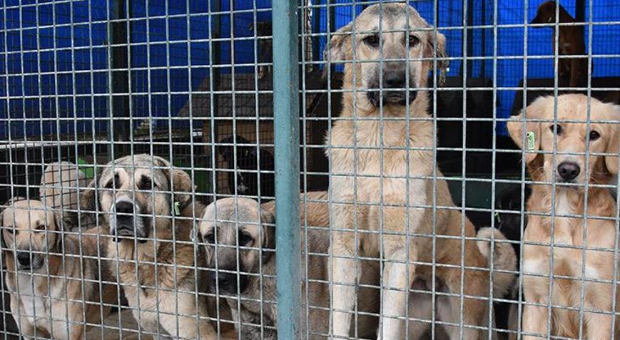 25 ilçe belediyesi'nde 'acele' koduyla yazı gönderdi! Ankara'da 'sokak  hayvanları' talimatı - Güncel Haberler Milliyet