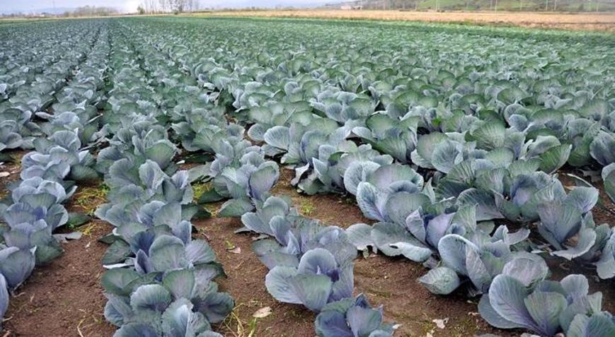 Samsun, karnabaharda da Türkiye 1inciliğine yükseldi