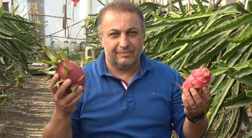 Ejder meyvesinin üreticisi oldu
