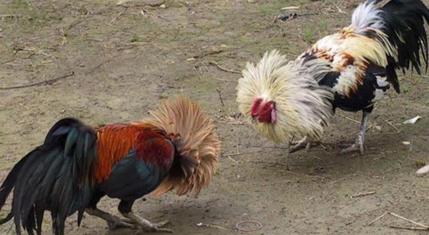 Suçüstü yakalandılar Horoz dövüşüne polis baskını: Gözaltılar var