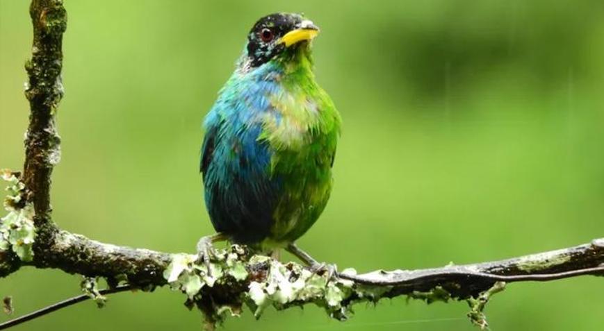 Kolombiyada tespit edildi Yarı dişi, yarı erkek kuş