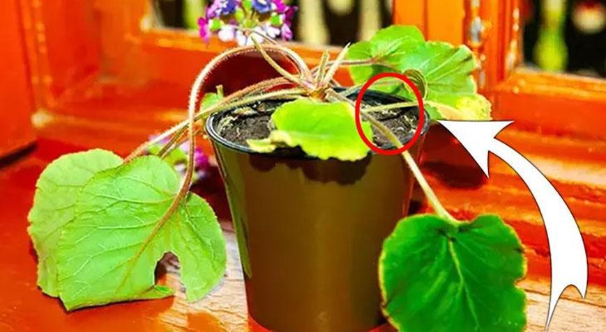 Saksı dibine ekleyin yeter, her yerinden çiçek fışkırtacak Solmuş çiçekleri adeta coşturuyor