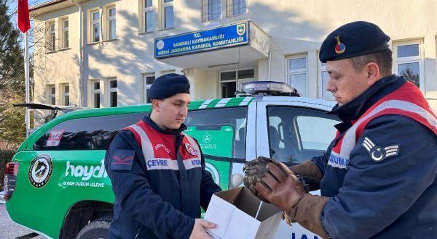 Jandarmanın bulduğu yaralı kızıl şahin tedaviye alındı