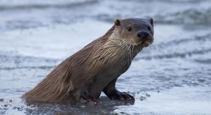 Nesli tükenme tehlikesinde Donan nehir üzerinde görüntülendi
