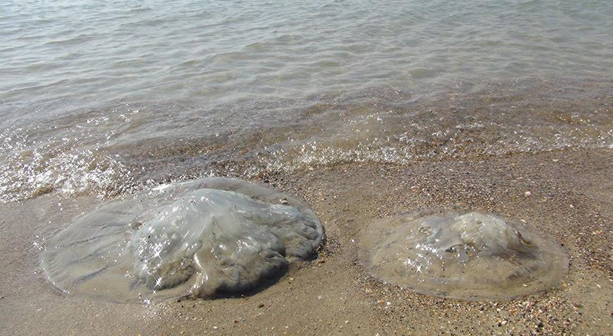 Yüzlercesi kıyıya vurdu Tepsi büyüklüğünde denizanaları tedirgin etti