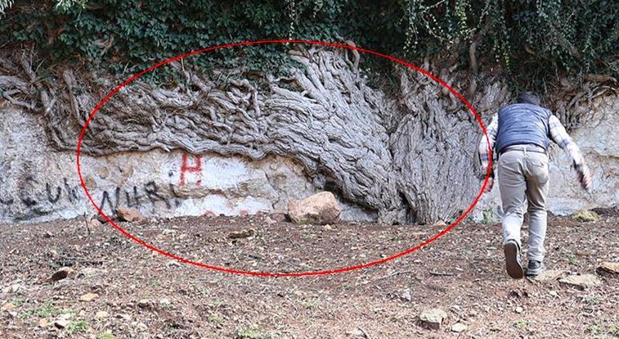 Tam 4 bin yıllık, boyu 20 metre Gören hayran kalıyor