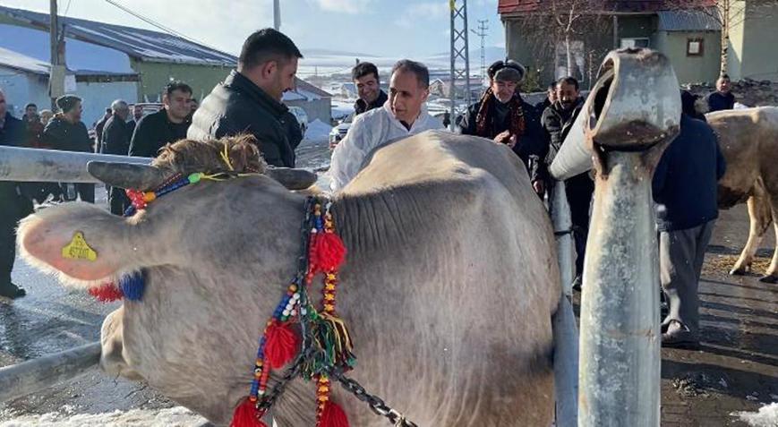 Ata yadigarı Zavot ırkı inekler yeni yüzyıla taşınıyor