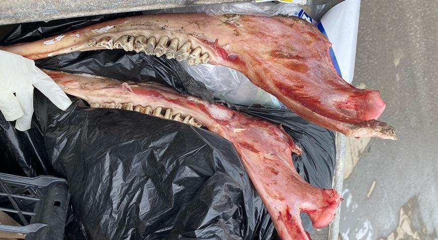 Yer: D�zce! ��p konteynerinde eti s�yr�lm�� at kemikler bulundu