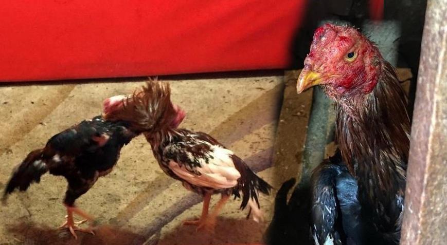 Villaya şok baskın Horoz dövüştüren 16 kişi hakkında işlem yapıldı