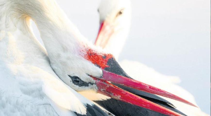 Yaren leyleğin rotası neden değişmiyor