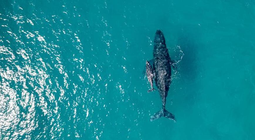 Balinalarda menopozun ömrü uzattığı tespit edildi
