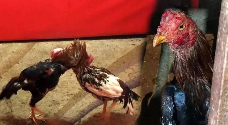 Horoz dövüşüne şokı baskın 94 kişiye 603 bin lira ceza