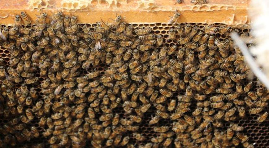 Kış uykusuna yatmayan arıların yüzde 30u telef oldu