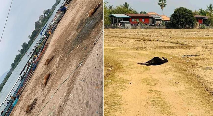 Laos�ta korkutan salg�n: Vaka say�s� y�kseliyor