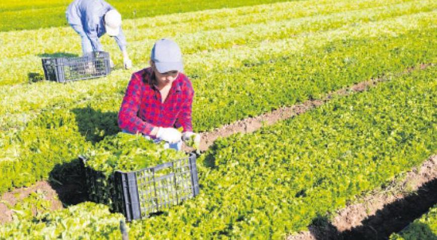 Türkiye 100 ülkeye tohum ihraç ediyor