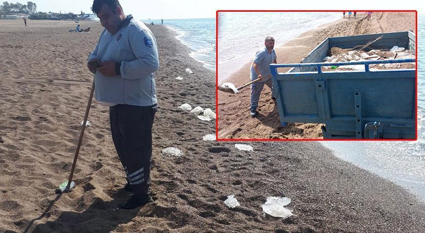Sahilde tedirgin eden görüntü Yüzlerce denizanası kıyıya vurdu