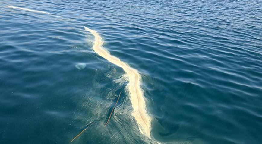 Turizm kenti Antalyada panik Rüzgarla taşınarak deniz üzerinde kümeleniyor