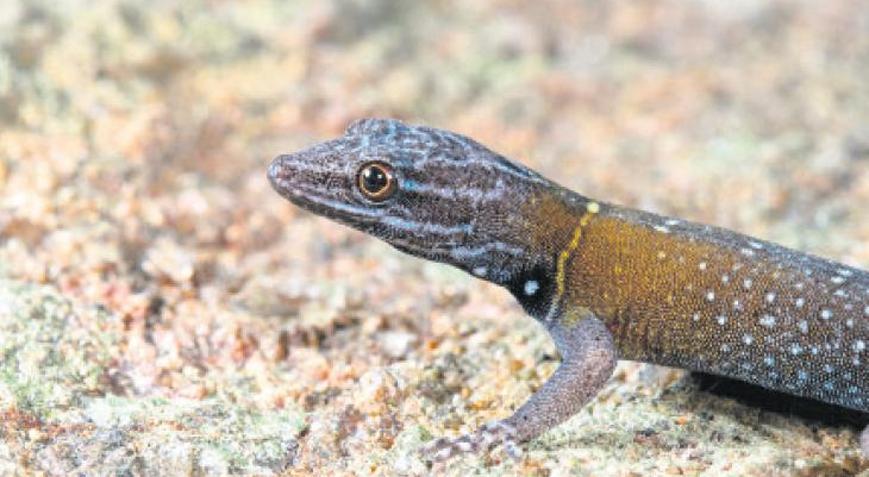 Sanatsal kertenkeleye van Gogh denilecek