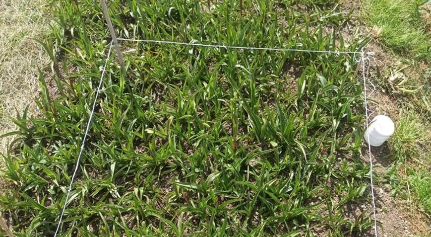 Giresun’da salep hasadı yapıldı