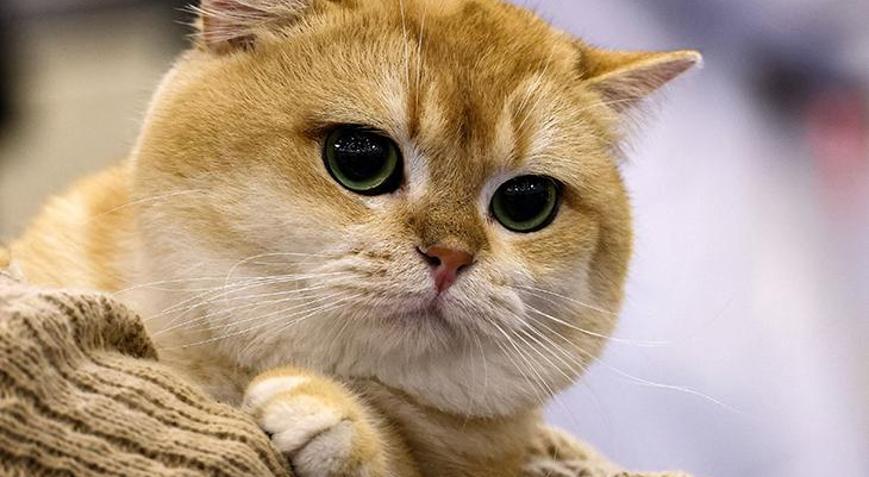 Güney Korede 76 kediyi katleden genç 14 ay hapis cezasına çarptırıldı