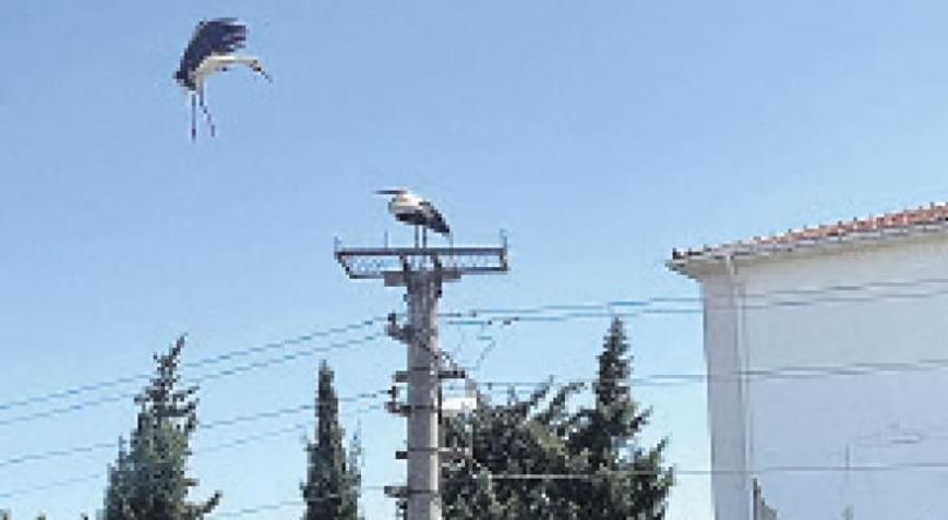 Yuvaları imeceyle yapıldı