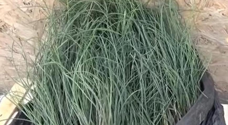 Batman’da yetişiyor fiyatı altınla yarışıyor Şifalı bitkinin kilosu 5 bin liradan yok satıyor