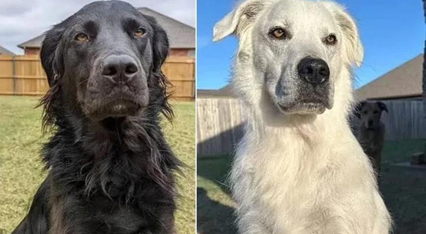 Köpeğim siyahtan beyaza döndü Görenleri şaşkına çevirdi: Sebebi bilinmeyen hastalık insanları da etkiliyor