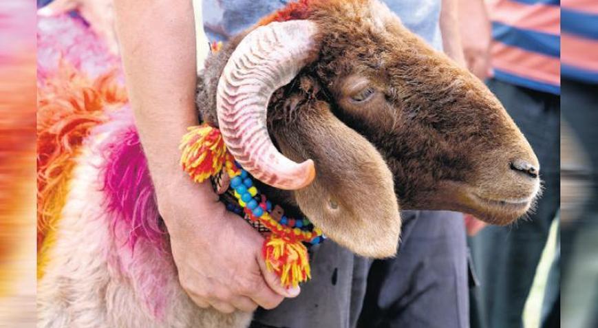 Kurbanlık fiyatları açıklandı İşte büyükbaş ve küçükbaşlarda son durum