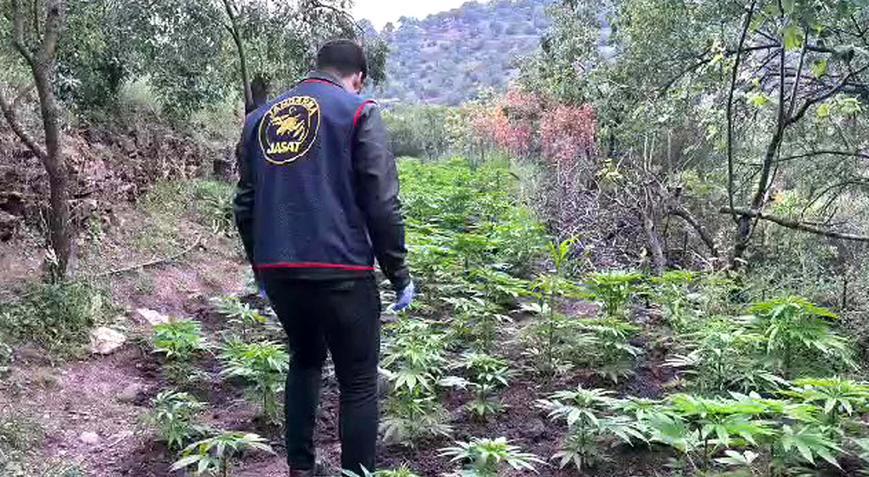 Akhisarda bağ evine hintkeneviri operasyonu 1 gözaltı