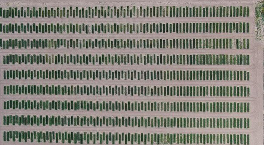 Bilim tarlasında atılan tohumlar filiz verdi