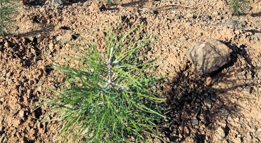 Atık piller fidana fidanlar ormana