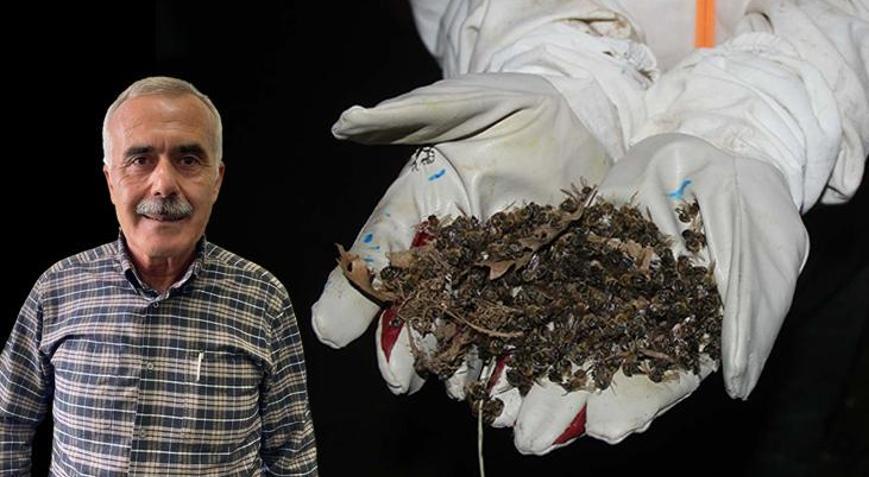 Toplu arı ölümlerinin nedeni belli oldu: Koloni çöküşleri yaşıyoruz