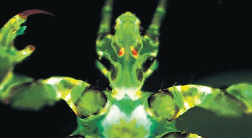 ‘Kara ölüm’ün yeni şüphelisi