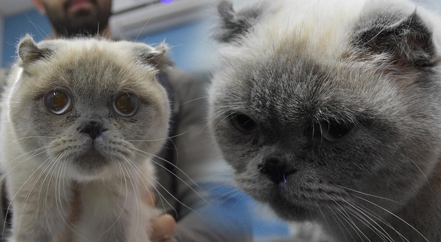 Sivasta Yulaf isimli kediye burun estetiği yapıldı