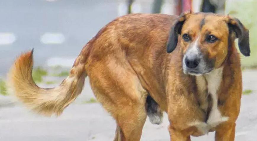 İtalyan işi teşvik sorunu çözer mi