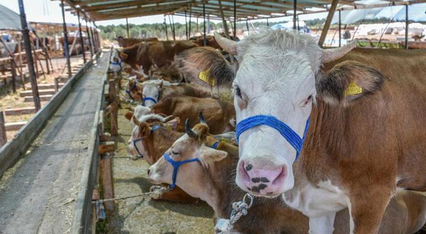 Kasaplar Federasyonu Başkanı uyardı: Kurbanlık yok diyen spekülatörlere inanmayın