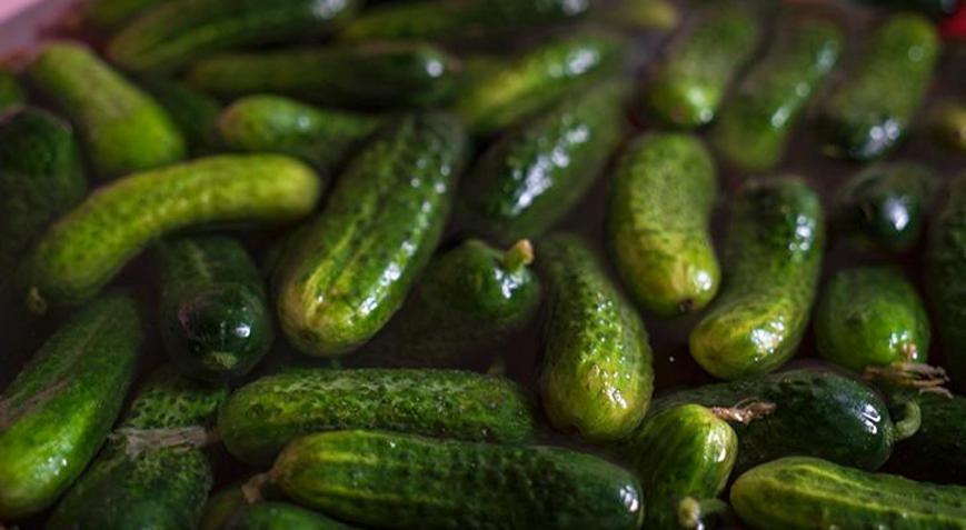 Kütür kütür salatalık turşusu için 4-5 adet ekleyin Turşu asla erimiyor, aylarca taze kalıyor