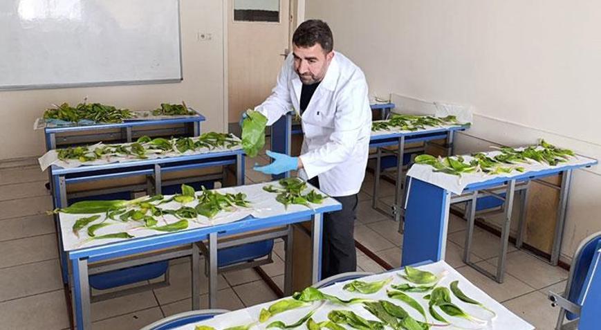Hakkari soğanlarını yurt dışına çıkarmak isteyenlere 1 milyon 161 bin TLlik ceza